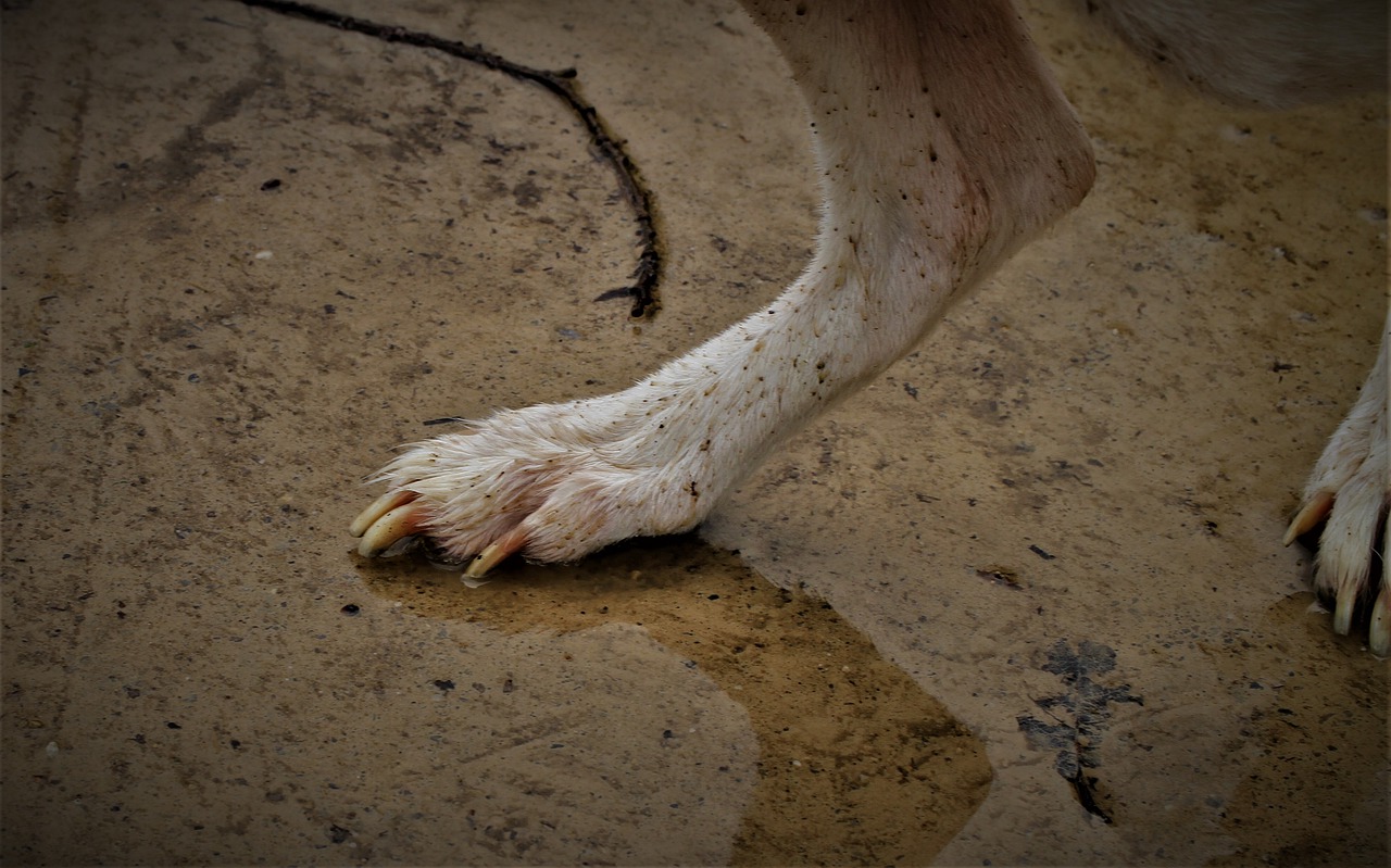 Paw care HOW TO. Rainy Season Healthcare tip #2 for pet parents.
