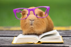 Guides for Pet Parents and Caretakers