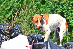 Stray Dogs